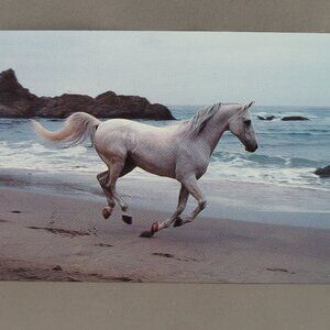 Vintage Postcard - Horse on Beach Image - Five Seasons